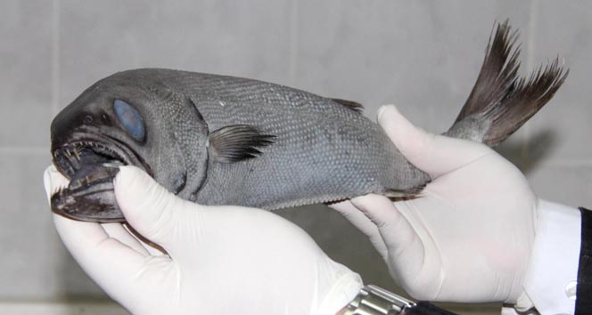 Zehirli okyanus balığı yakalandı