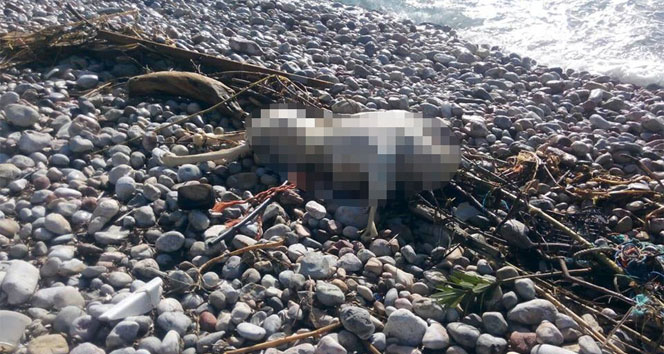 Parçalanarak kıyıya vuran ceset bulundu