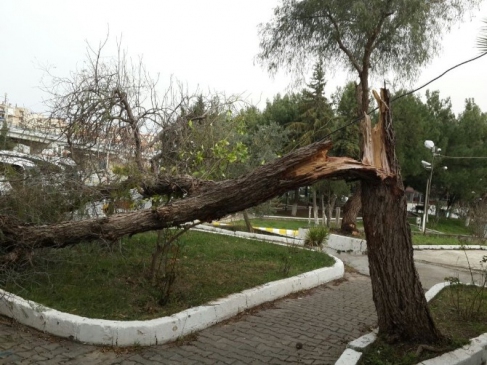 Kuşadası'nda fırtına yüzünden ağaçlar devrildi