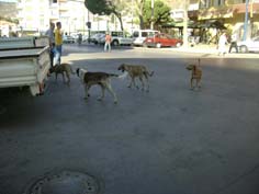 Başıboş köpekler korkutuyor