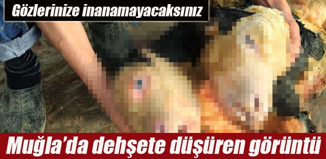 Gözlerinize inanamayacaksınız