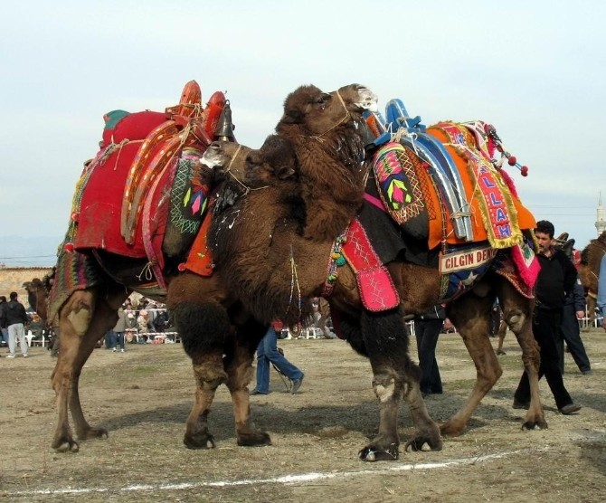 Didim'de develer Yenihisarspor yararına güreşecek