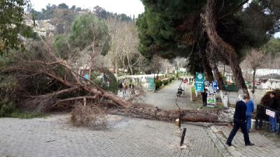 Şiddetli rüzgar Aydın'da ağaç devirdi