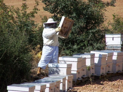 Aydın'da arı konaklama alanları belirleniyor