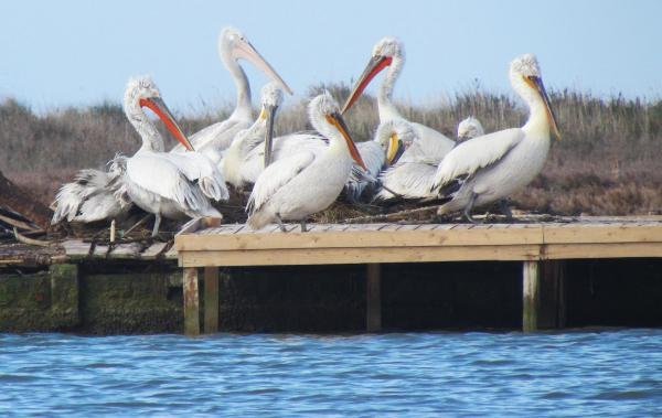 Karina'da tepeli pelikanlar, yapay yuva platformlarına uyum sağladı