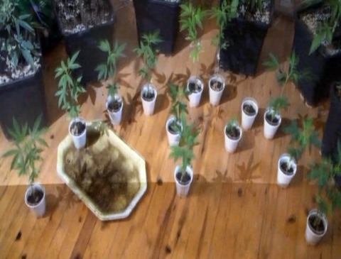 Daireyi esrar serasına çevirdi