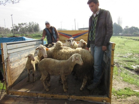 Nazilli'de hayvan hırsızları jandarmadan kaçamadı