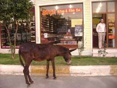 Başıboş hayvan sayısındaki artış dikkat çekiyor