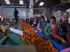 Narenciyenin tadı bu sezon fena kaçacak