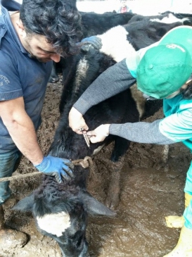 Söke İlçe Tarım Müdürlüğü'nden şap ve kuduz aşısı