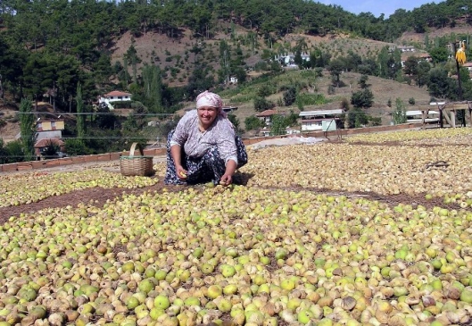 İncir serada kurutulacak