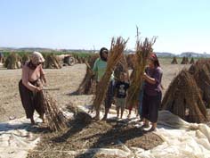 Susam yeniden hatırlandı