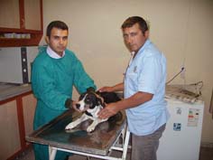 Av köpekleri belgesiz avlanamayacak