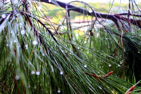 Nisan yağmuru saç ve cilt sağlığını koruyor