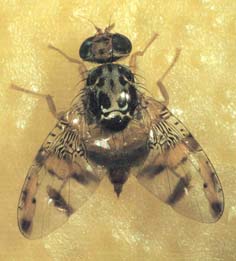 Üreticilere Akdeniz Sineği uyarısı!