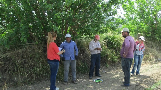 Aydın'da 2015 yılı iyi tarım uygulamaları proje çalışmaları düzenlendi