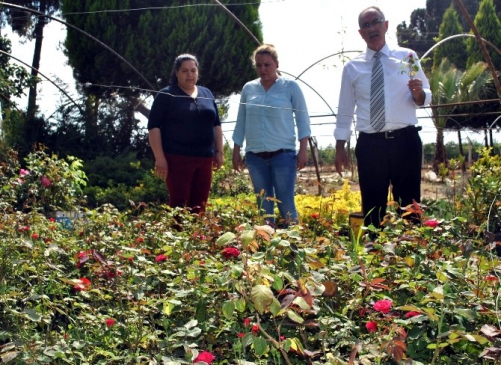 İncirliova Belediyesi kendi fidanlığını kurdu