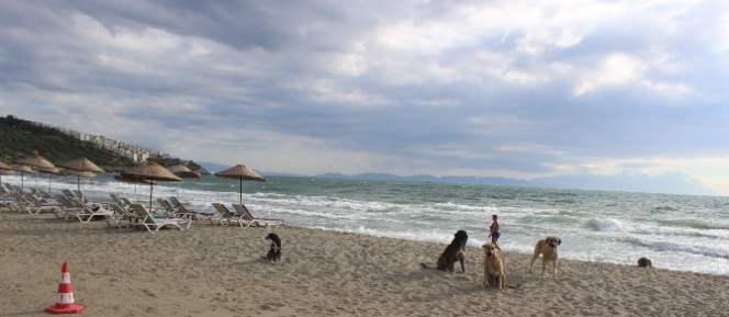 Havalar serin gidince sahiller köpeklere kaldı