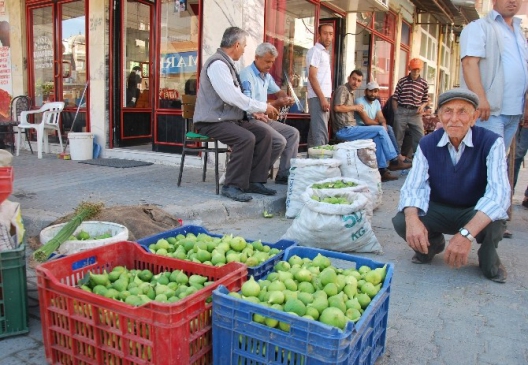 Aydın'da incirler ileklenmeye başladı