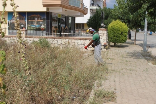 Didim'de yabani ot temizliği yapılıyor