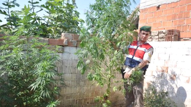 Köpek kulübesinden bile hintkeneviri çıktı