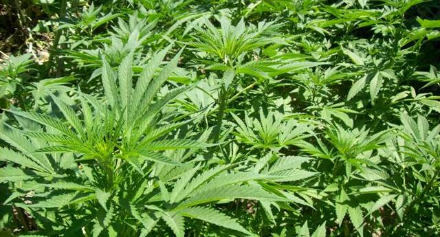 Evleri uyuşturucu tarlasına çevirmişler