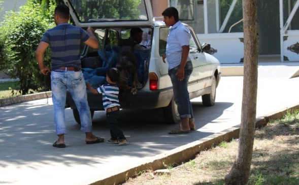 Çiftçiler çoban köpeklerini gözü gibi bakıyor