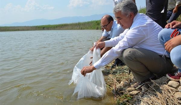 Aydın'da 15 adet tatlı suya 172 bin 500  yavru sazan bırakıldı