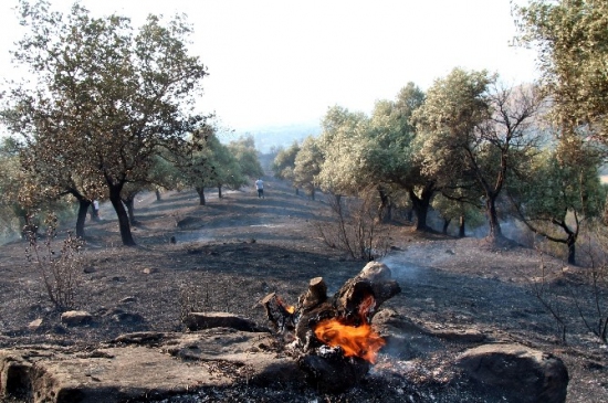 Bir kıvılcım zeytin ağaçlarını kül etti