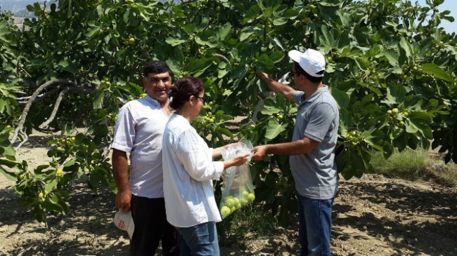 Aydın'da incir bahçelerinde pestisid kontrolü yapıldı