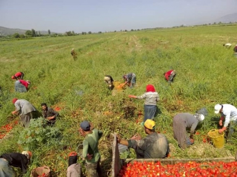 Suriyeliler Aydın'da tarım işçiliğine yöneldi