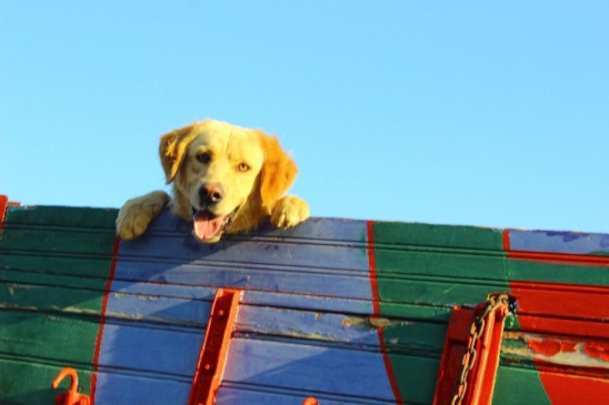 Sevimli köpeğin kamyonla yolculuğu