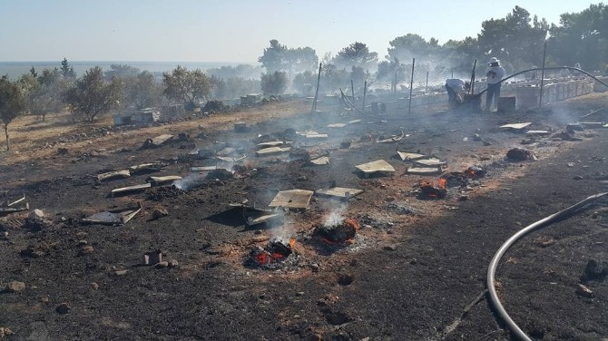 Doğanbey yangınında yüzlerce kovan arı ve bal telef oldu