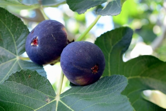 Siyah incir Asya pazarında