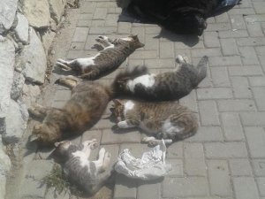 KUŞADASI'NDAKİ HAYVAN KATLİAMLARI İÇİN SUÇ DUYURUSU