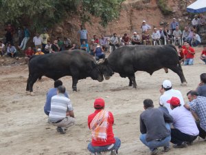 ÇAKALKARLOS BALIKKÖY ARENASINDA BAŞBOĞA OLDU