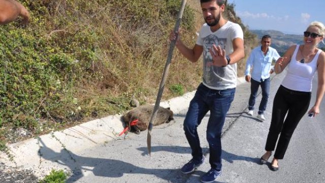 Karayolunda kamyon çarpan domuz telef oldu