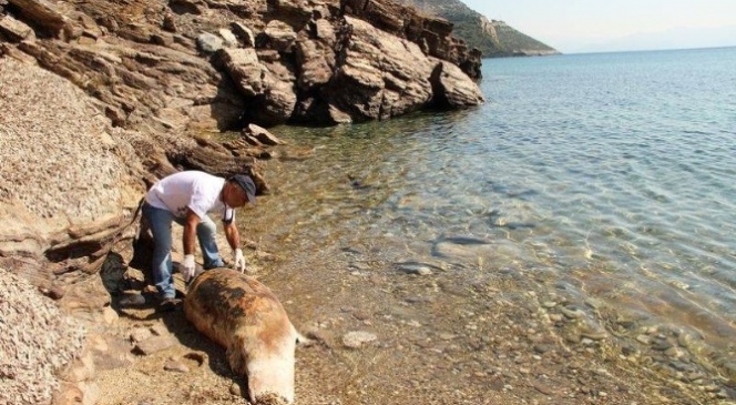 Kuşadası Körfezi'nde yunus ölüsü karaya vurdu