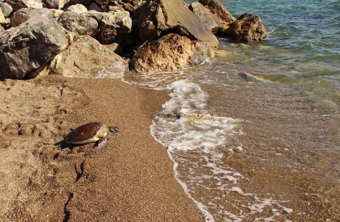Kuşadası'nda deniz kaplumbağası için seferberlik