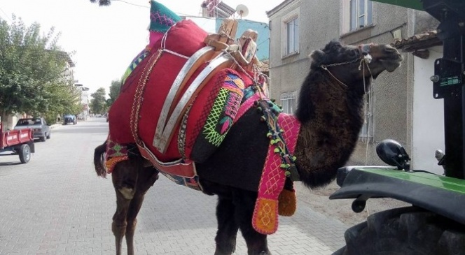 Aydın'da develer havutlanmaya başladı