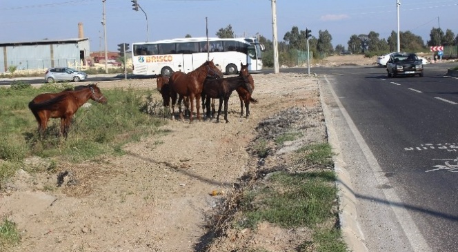 Atlar tehlike saçmaya başladı