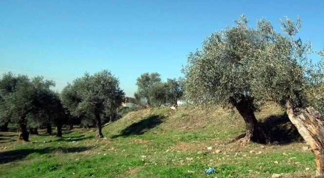 Aydınlı zeytinci sezona umutlu girdi