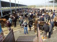 Çine hayvan pazarı açıldı