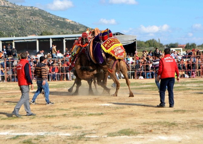 Söke'de sezonun ilk Deve Güreşini 3 bin kişi izledi