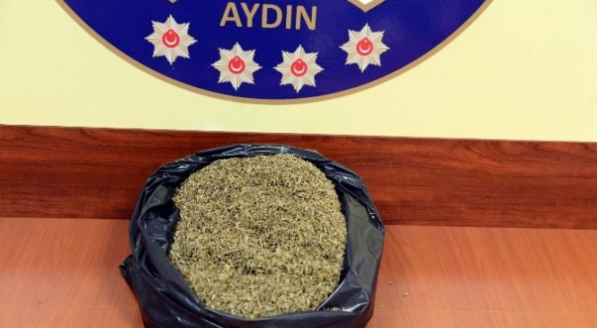 Aydın'da 1 Kilo Bonzai Ele Geçirildi