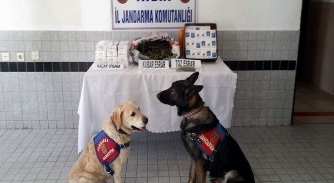 Otobüsle uyuşturucu ve kaçak sigara naklini jandarma engelledi