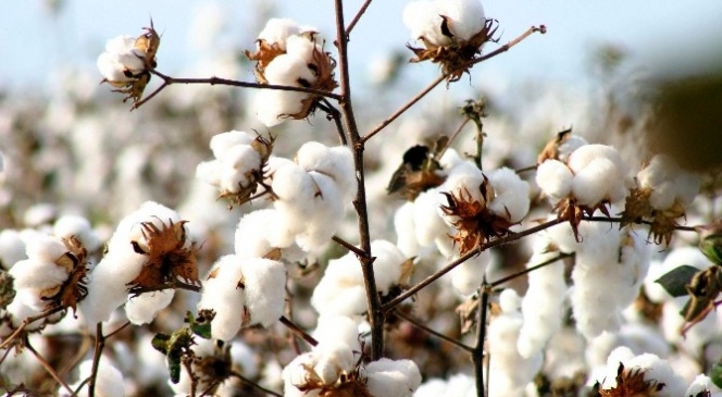 Dünya pamuk tüketimi 5 yıl sonra üretimi geçti