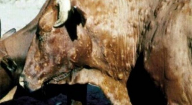 Köşk çiçek hastalığı nedeniyle karantinaya alındı