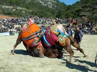 Kuşadası deve güreşleri 16 Aralık’ta