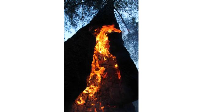 Kış ortasında orman yangını